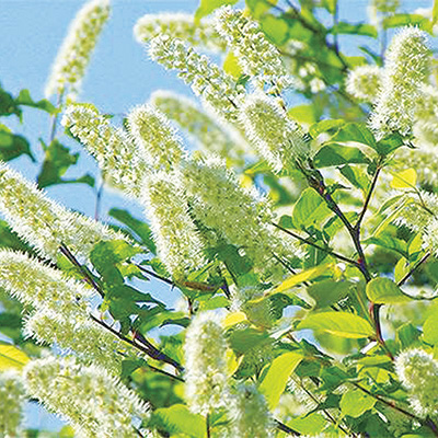 ウワミズザクラ（上溝桜）